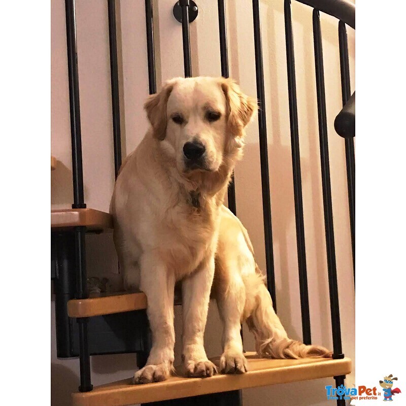 Disponibili Bellissimi Cuccioli Golden Retriever - Foto n. 4