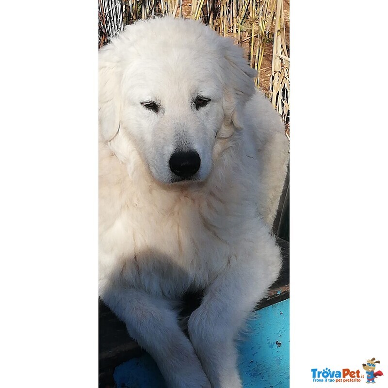 Cuccioli Pastore Maremmano nati 8 Marzo 2018 - Foto n. 1