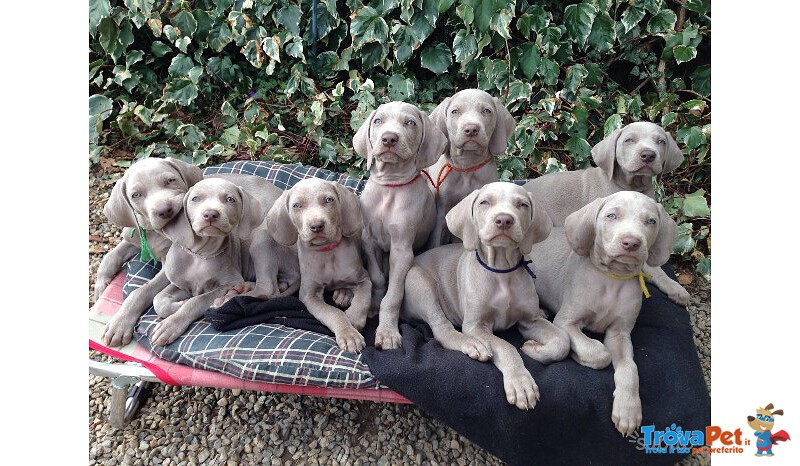 Meravigliosi Cuccioli di Weimaraner con Pedigree - Foto n. 3