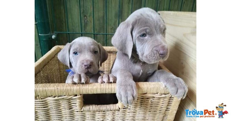 Meravigliosi Cuccioli di Weimaraner con Pedigree - Foto n. 4