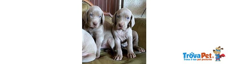 Meravigliosi Cuccioli di Weimaraner con Pedigree - Foto n. 1