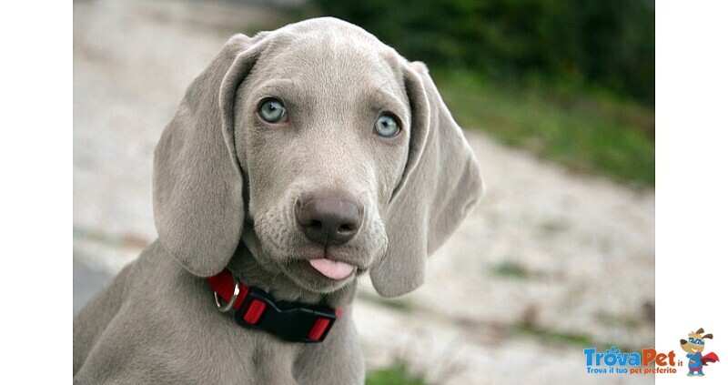 Meravigliosi Cuccioli di Weimaraner con Pedigree - Foto n. 5