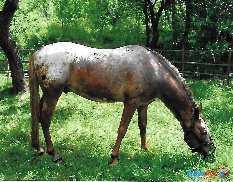 Cavallo Appaloosa cedo a Titolo Gratuito - Foto n. 1