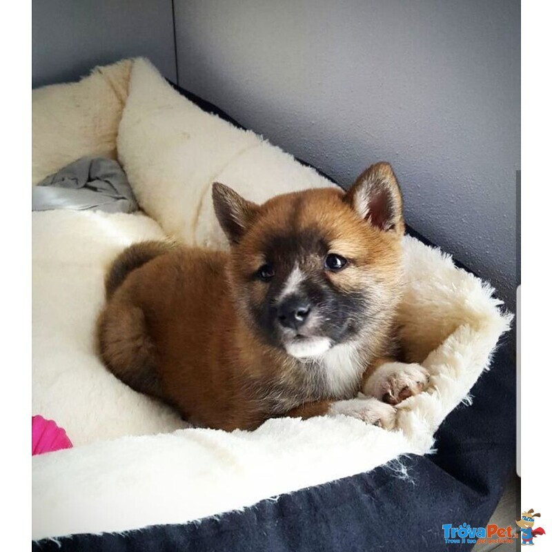 Cuccioli Shiba Inu - Foto n. 2