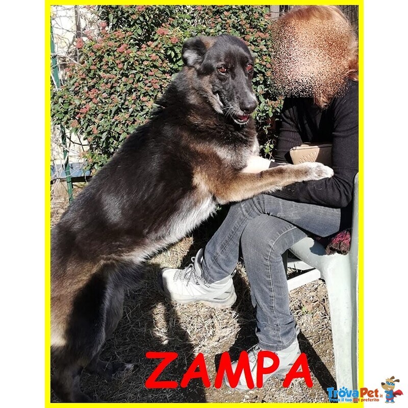 Zampa Adozione D'amore Affettuosissimo Lupacchiotto con Tanto Amore da Dare - Foto n. 1