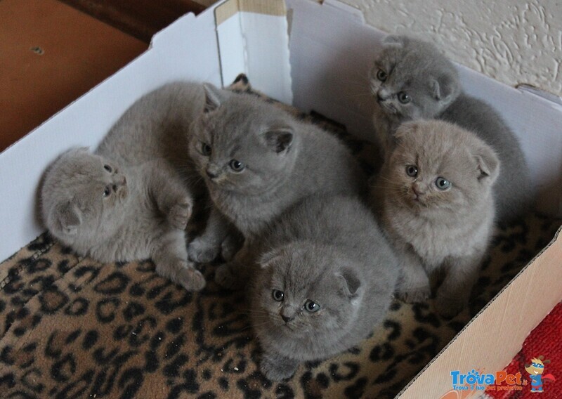 Gattini Scottish fold e Straight - Foto n. 3