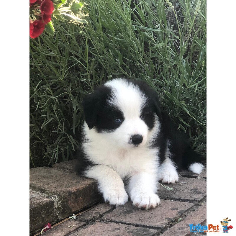 Cuccioli di Border Collie - Foto n. 1