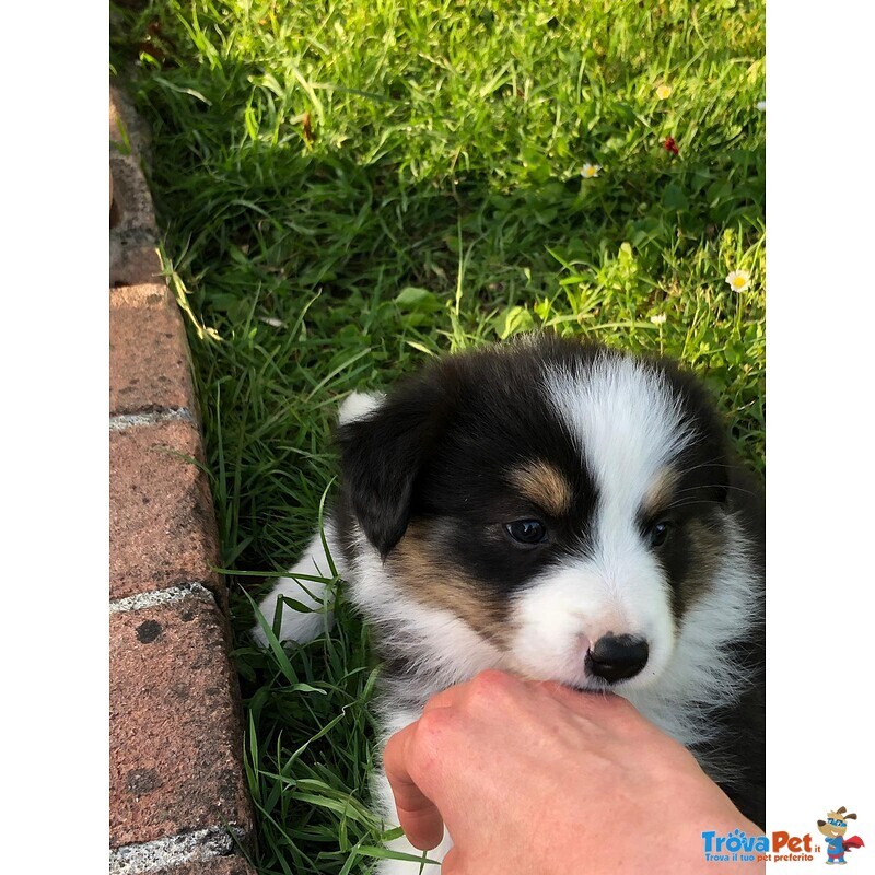 Cuccioli di Border Collie - Foto n. 3