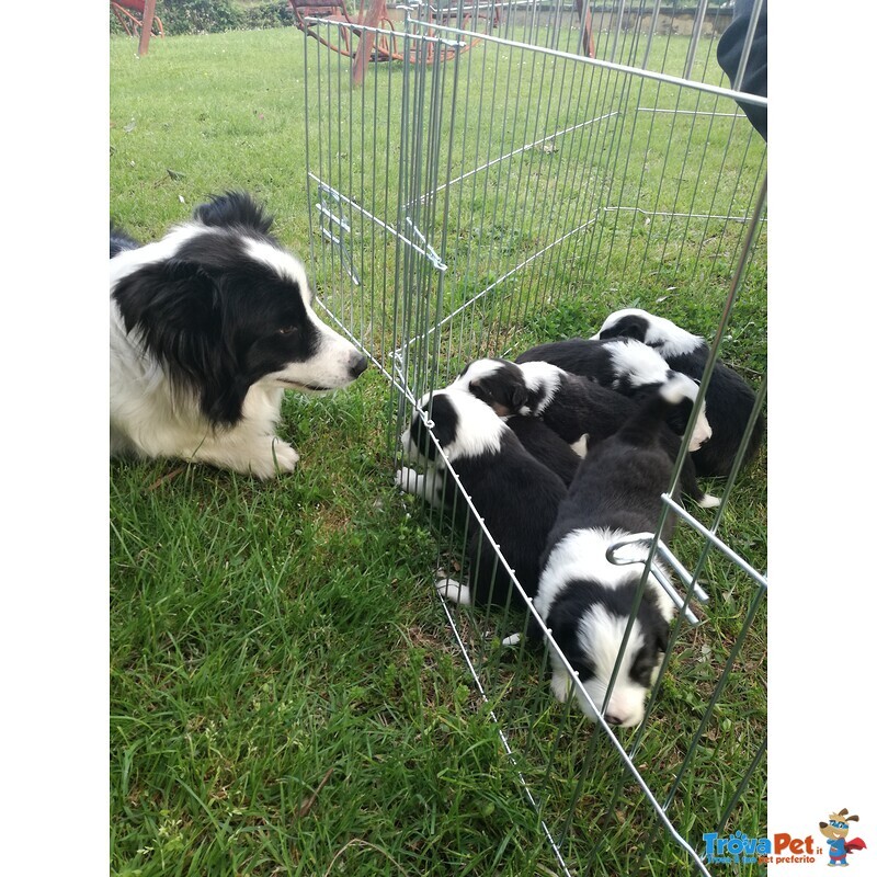 Cuccioli di Border Collie - Foto n. 4