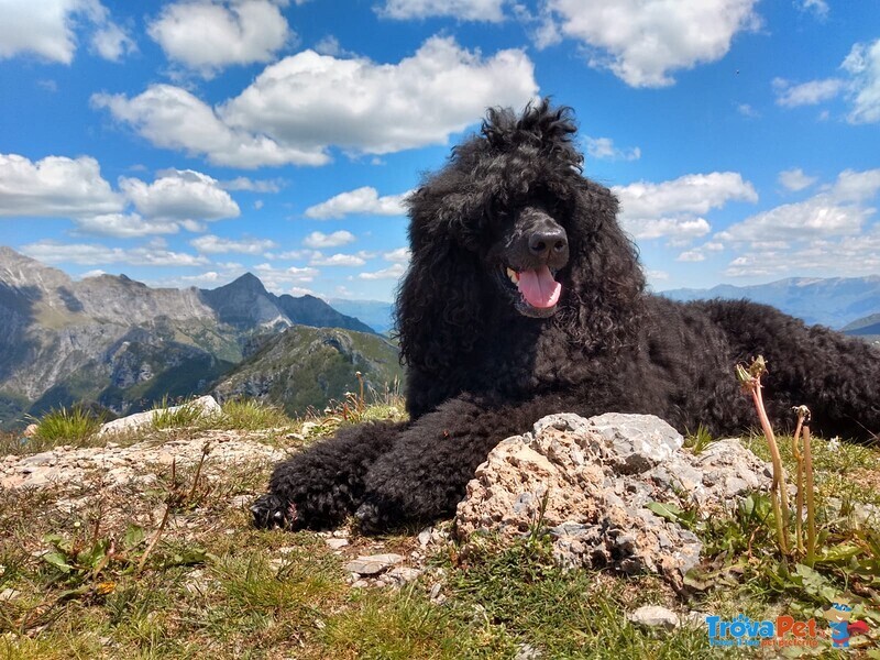 Barbone Grande Mole - Foto n. 2