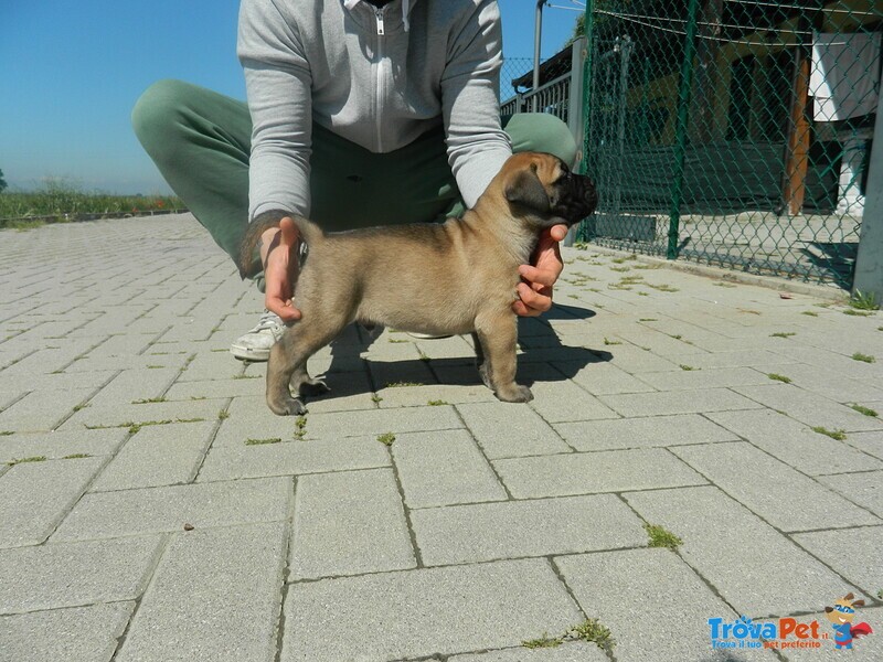 Bullmastiff Ultimo Cucciolo Disponibile - Foto n. 2