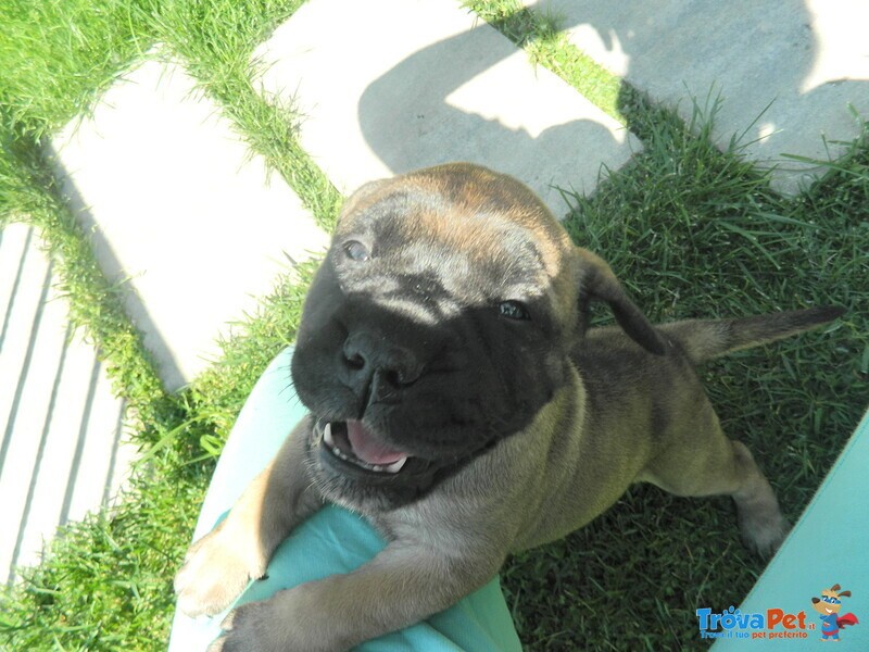 Bullmastiff Ultimo Cucciolo Disponibile - Foto n. 3