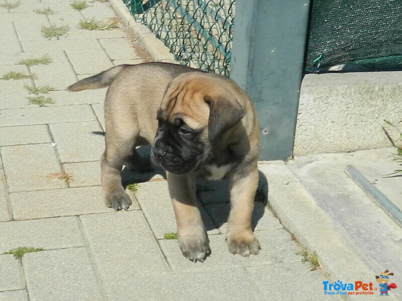 Bullmastiff Ultimo Cucciolo Disponibile - Foto n. 4