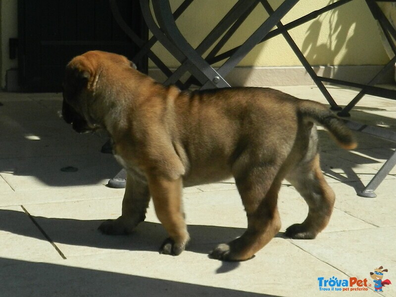 Bullmastiff Ultimo Cucciolo Disponibile - Foto n. 5