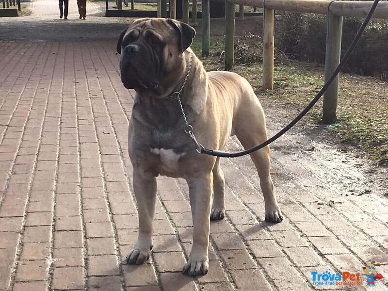 Bullmastiff Ultimo Cucciolo Disponibile - Foto n. 7