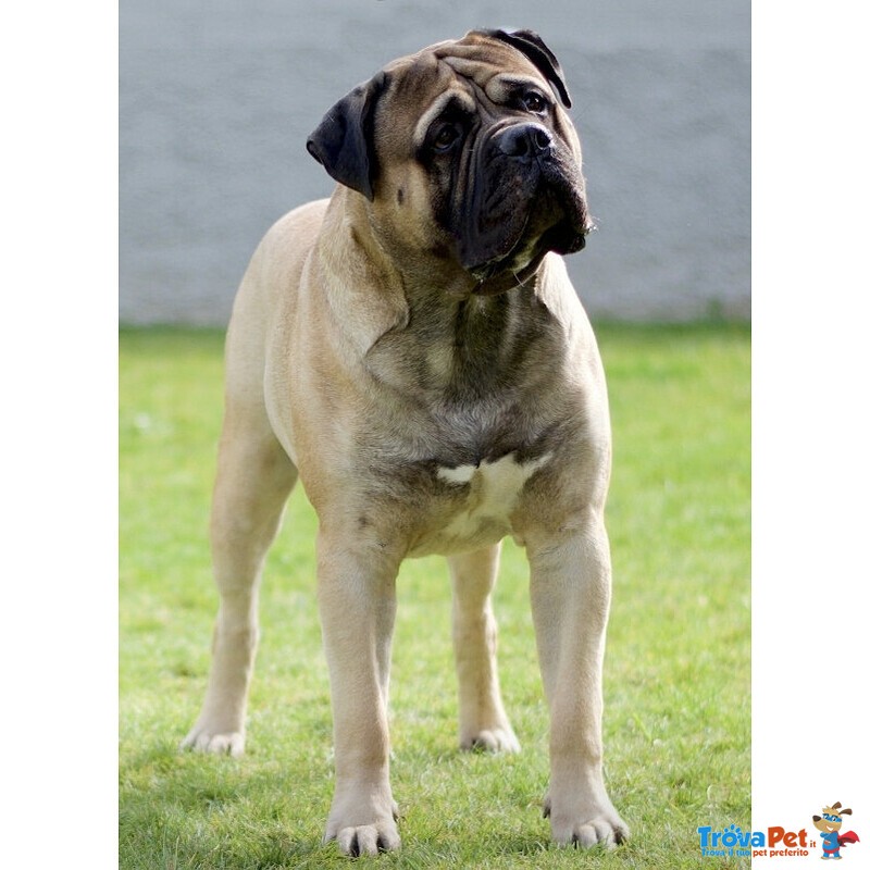 Bullmastiff Ultimo Cucciolo Disponibile - Foto n. 9