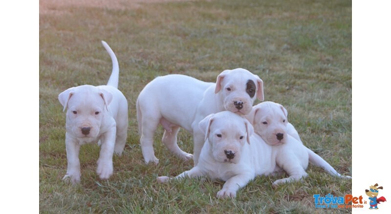 Dogo Argentino Cuccioli - Foto n. 1