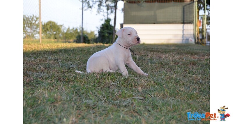 Dogo Argentino Cuccioli - Foto n. 2