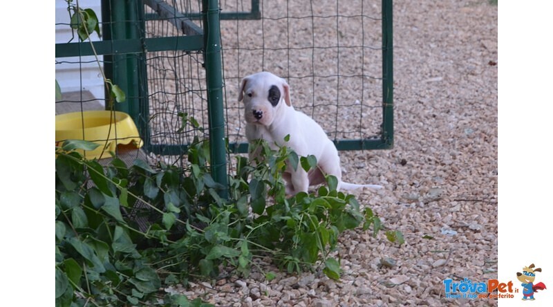 Dogo Argentino Cuccioli - Foto n. 3