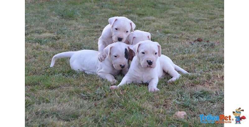 Dogo Argentino Cuccioli - Foto n. 4