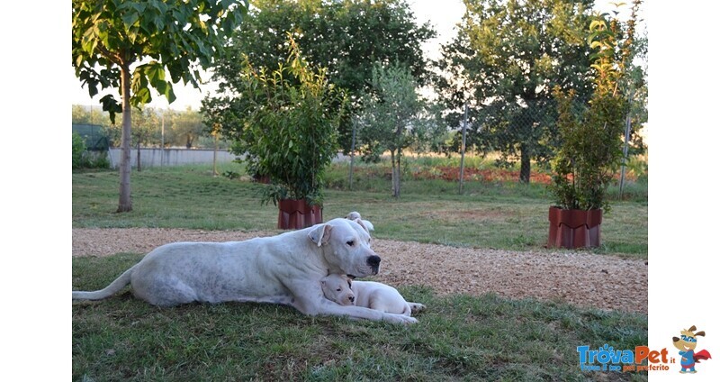Dogo Argentino Cuccioli - Foto n. 5