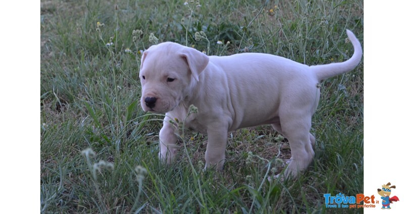 Dogo Argentino Cuccioli - Foto n. 6