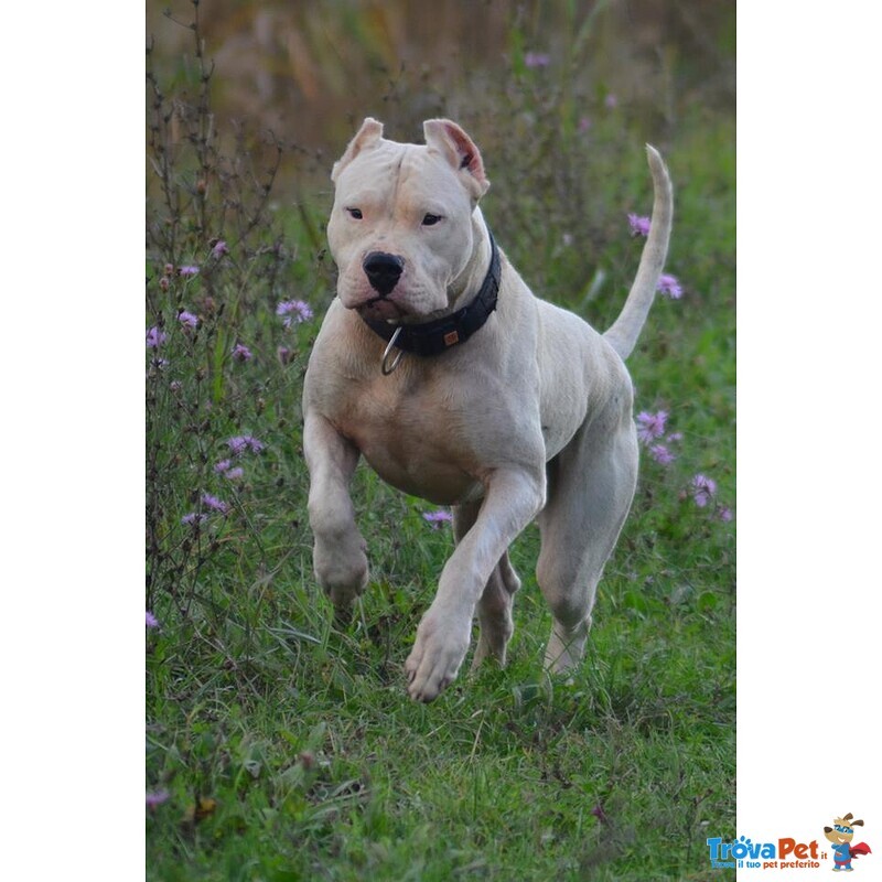 Dogo Argentino Cuccioli - Foto n. 8