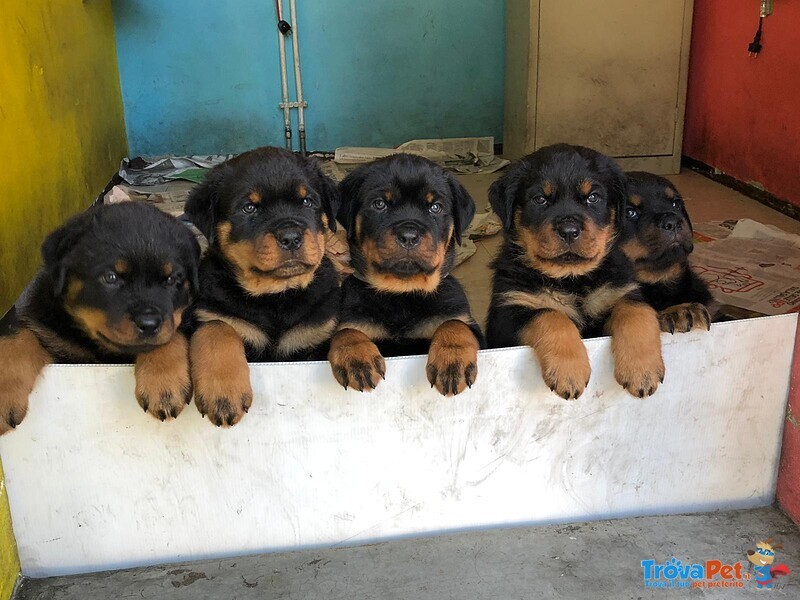 Cuccioli di Rottweiler con Pedigree - Foto n. 1