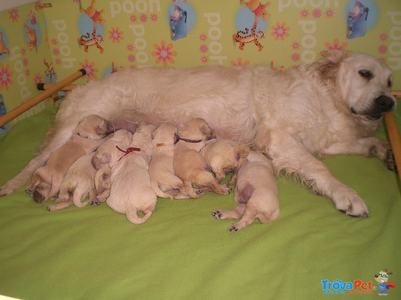 Cuccioli di Golden Retrievere - Foto n. 2