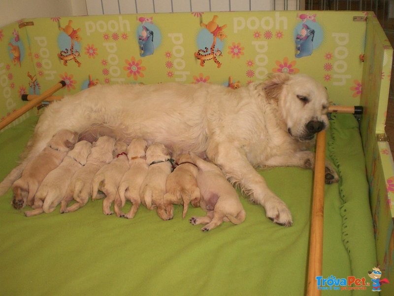 Cuccioli di Golden Retrievere - Foto n. 1