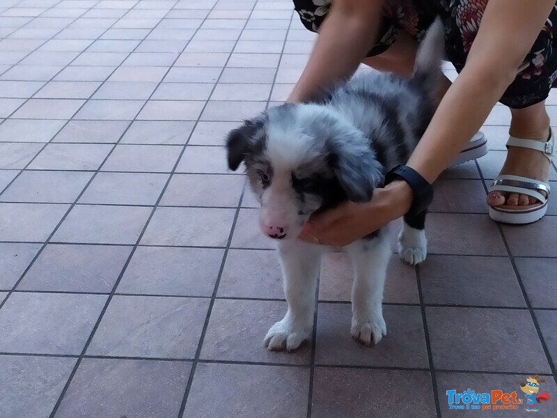 Cuccioli Border Collie Blue-Merle con Pedigree - Foto n. 2