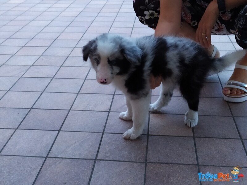 Cuccioli Border Collie Blue-Merle con Pedigree - Foto n. 3