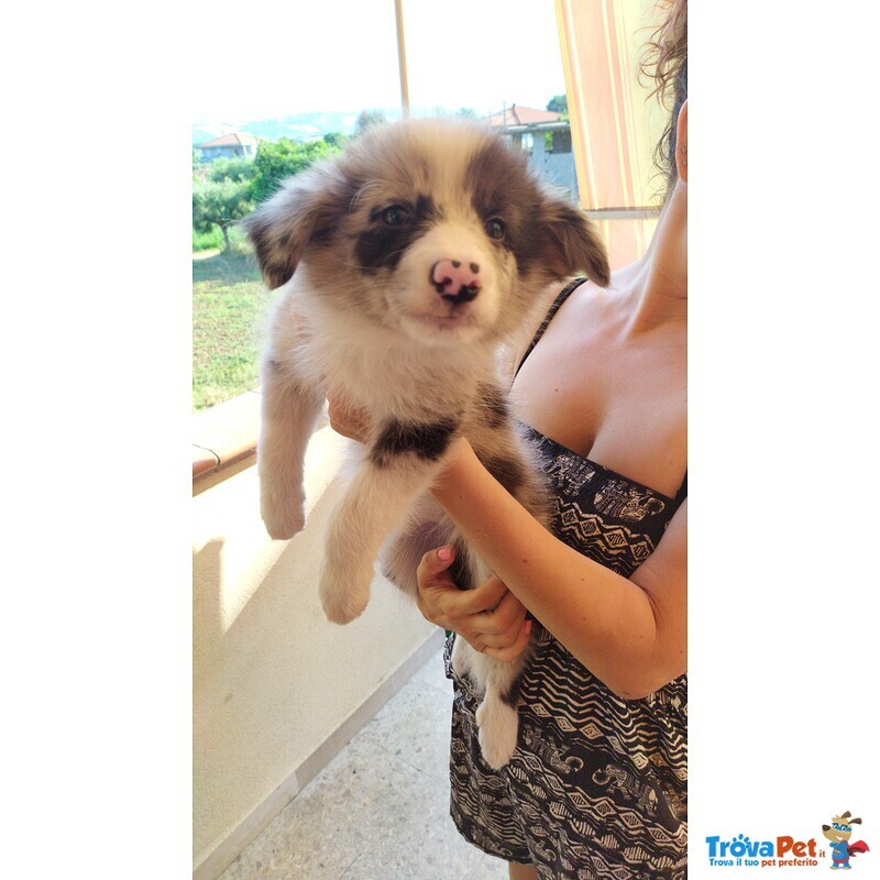 Cuccioli Border Collie Blue-Merle con Pedigree - Foto n. 4