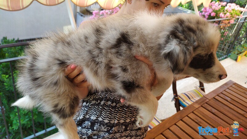 Cuccioli Border Collie Blue-Merle con Pedigree - Foto n. 5