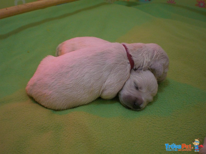 Cuccioli di Golden Retrievere - Foto n. 3