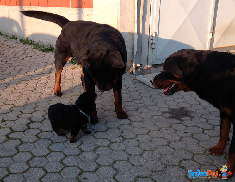 Cuccioli di Rottweiler - Foto n. 4