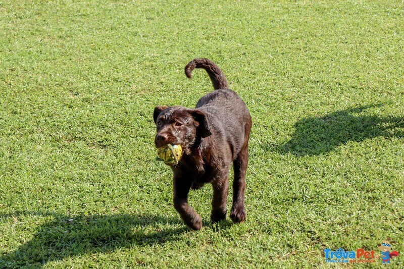 Cuccioli Labrador - Foto n. 2