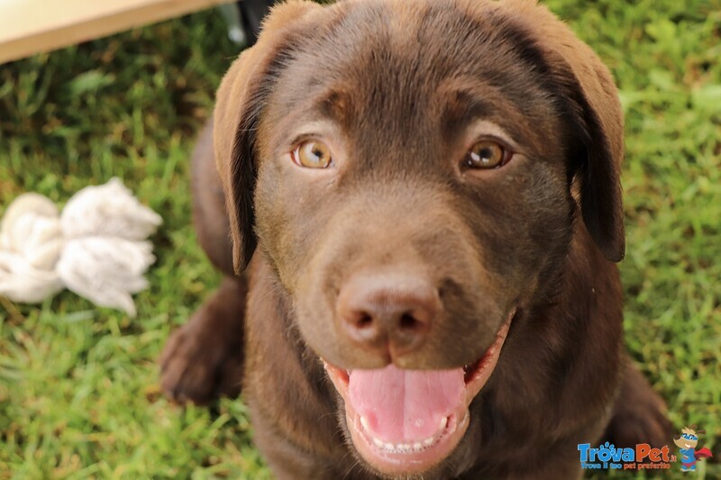 Cuccioli Labrador - Foto n. 5