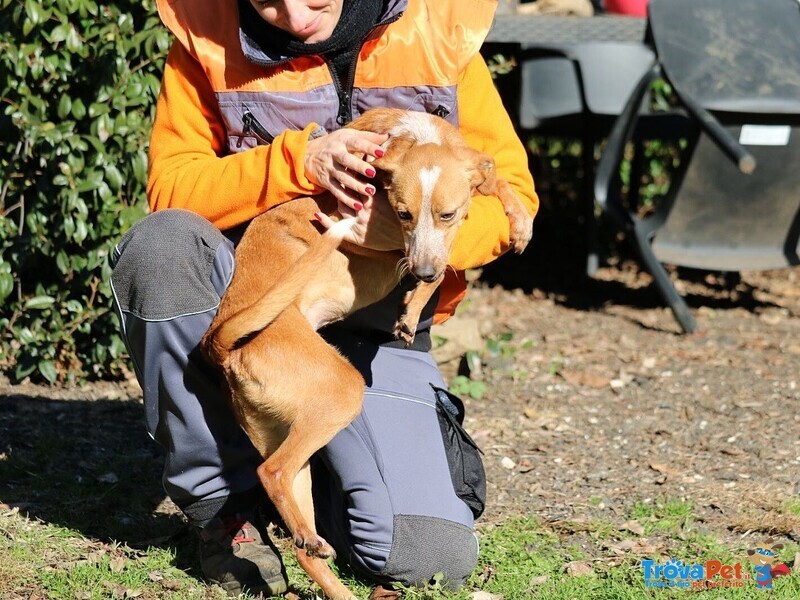 Alice ceca Disperatamente una Famiglia - Foto n. 7