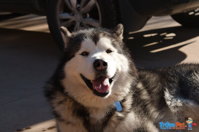 Cuccioli Alaskan Malamute North Stories - Foto n. 1