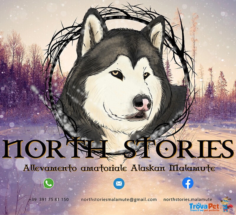 Cuccioli Alaskan Malamute North Stories - Foto n. 3
