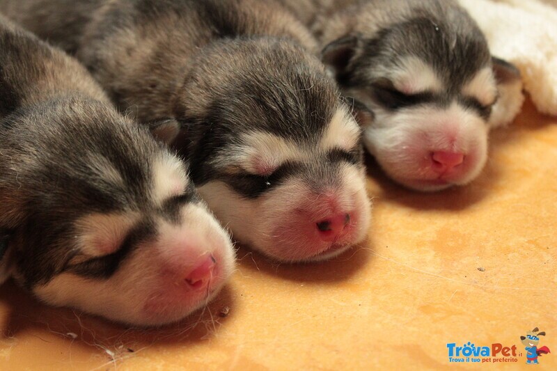 Cuccioli Alaskan Malamute North Stories - Foto n. 4