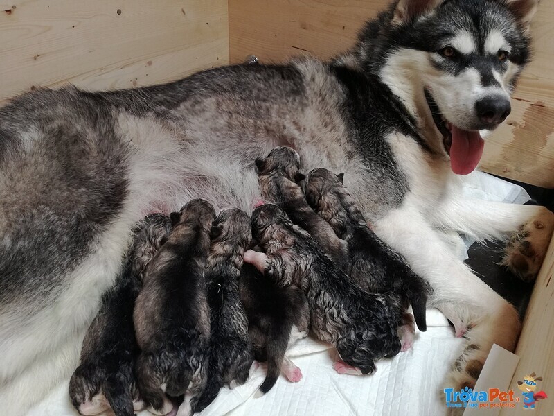 Cuccioli Alaskan Malamute North Stories - Foto n. 5