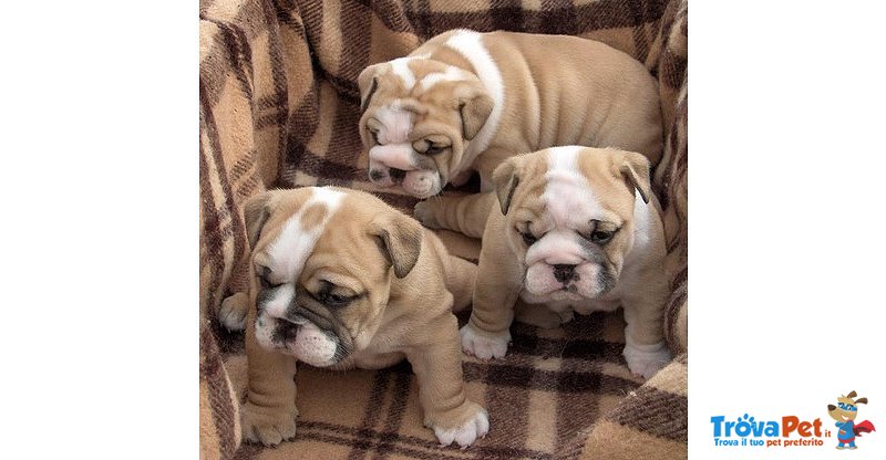 Bellissimi Cuccioli di Bulldog Inglese Subito Disponibili! - Foto n. 1