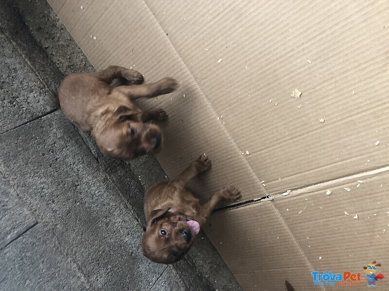 Cuccioli di Setter Irlandese Rosso - Foto n. 2