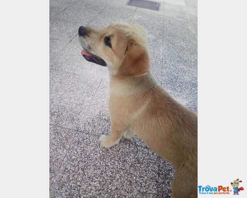 Regalo Cagnolina di 3 mesi Dolce e Affettuosa - Foto n. 2