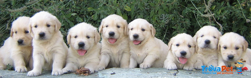 Cuccioli di Golden Retriever - Foto n. 1