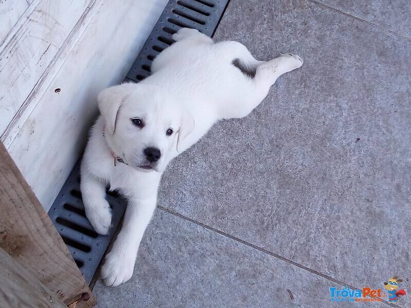 Cuccioli di Labrador Biondi - Foto n. 1