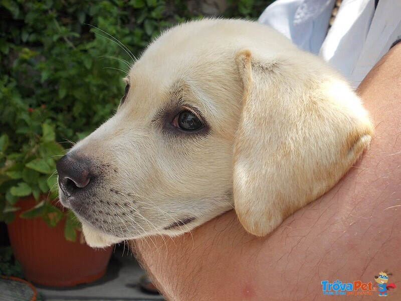 Cuccioli di Labrador Biondi - Foto n. 5