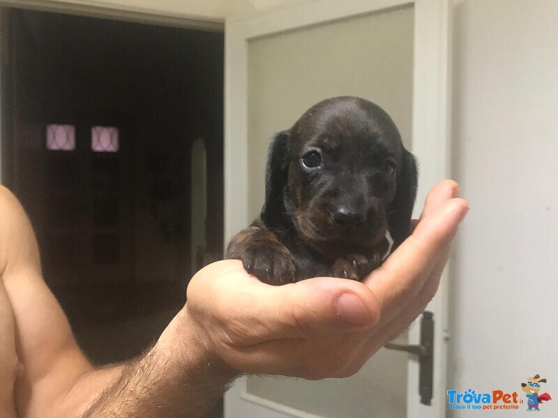 Cuccioli di Bassotto Tedesco a pelo Corto - Foto n. 2